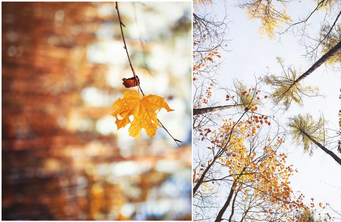 RANGE OF AUTUMN | NIEPOOMICE 2017